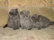 британские котята,  окрас - голубой