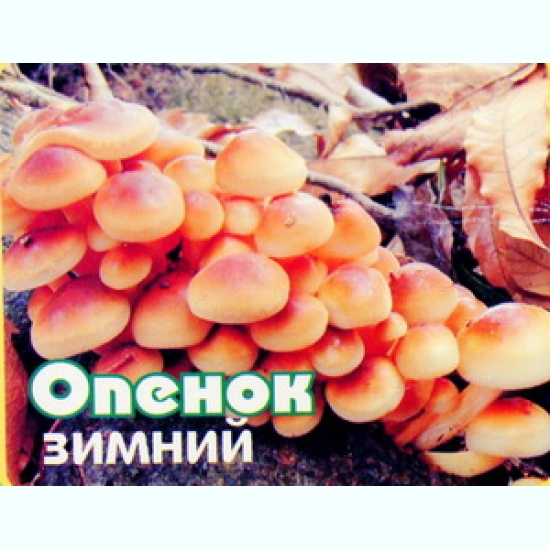 Пирог с грибами рецепт. Пирог с грибами рецепт.
