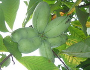 Азимина- банановое дерево,  Кудрания- земляничное дерево,  Мушмула .